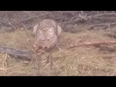 Видео: Почему ловится только один комплект? #billingsleybrandlures #trapper