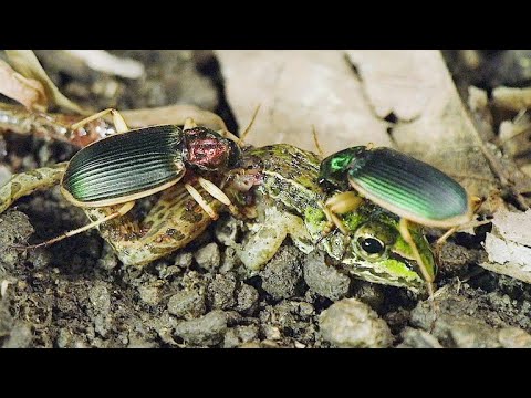 Видео: ЖУЖЕЛИЦЫ В ДЕЛЕ! Эти маленькие, агрессивные и голодные жуки, нападают на всех!
