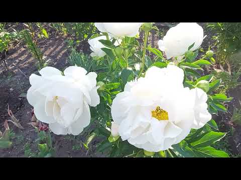 Видео: Пионы.Фигурный Макинак Гранд, Ред Грейс,Петит Порселайн,Дансинг Баттерфляй. Июнь2023г