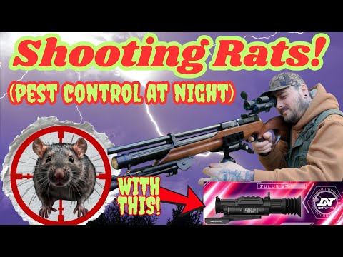 Видео: Нашествие крыс! Борьба с вредителями с помощью Zulus V2 и Weihrauch HW100