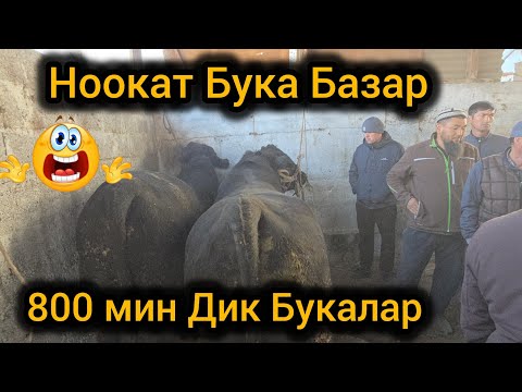 Видео: Ноокат Бука Базар 800 миндик Букалар 😱 2 Ноябрь  #байкж 