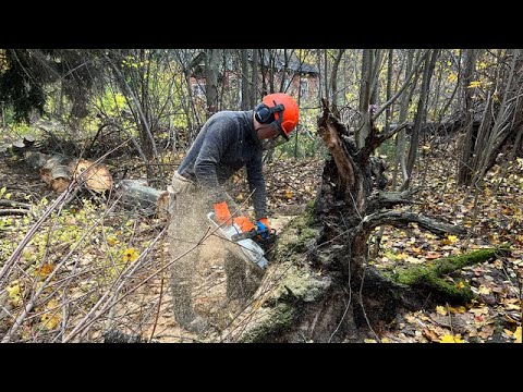 Видео: Расчистка участка 25 соток от кустов и деревьев в Кратово