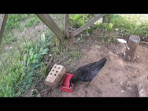 Видео: дневной рацион домашнего 5месячного птенца вОрона