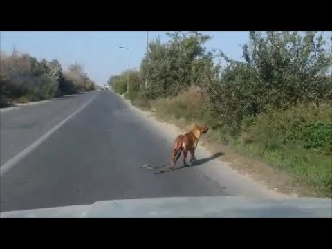 Видео: Поиск собаки над которой издевались