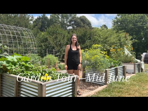 Видео: Экскурсия по саду: середина июня