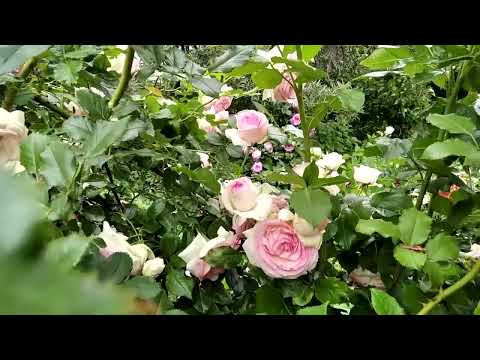 Видео: Как я нахожу удачные сочетания роз друг с другом.