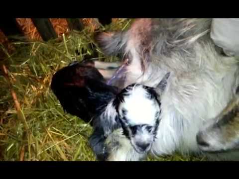 Видео: Роды у козы/ Классический окот первокотки
