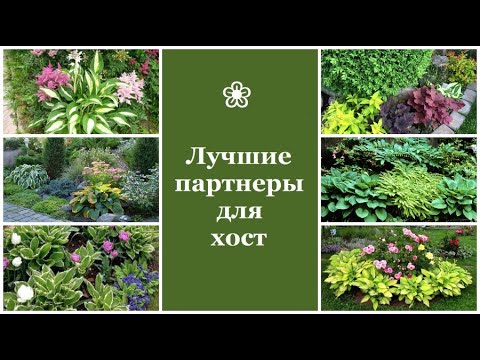 Видео: ❀ Лучшие партнеры для хост