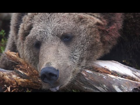 Видео: Хочешь добыть медведя сделай это. Охота на медведя 2020-2021.