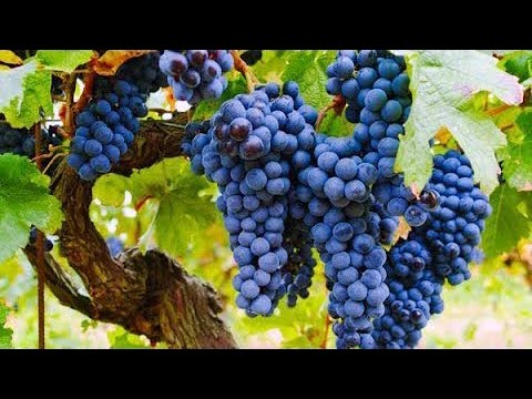 Видео: Почему виноград «Изабелла» запрещён в большинстве стран
