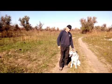 Видео: Хаски.«Ко мне» Электроошейник№2
