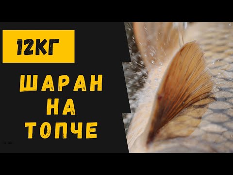 Видео: Риболов на шаран: 12 кг дивак на топче