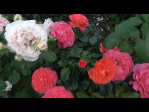 Видео: Для вас с любовью.  Цветение роз 2022
