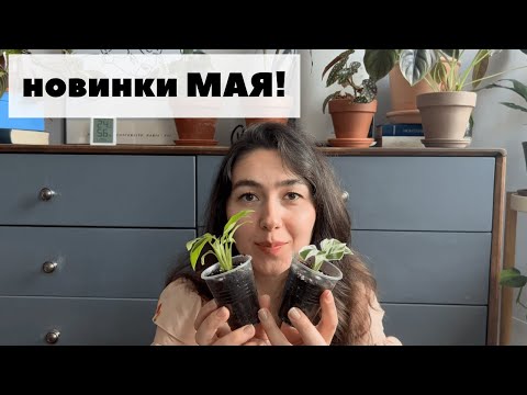 Видео: Майские новинки 2022 / Новые растения в моей коллекции