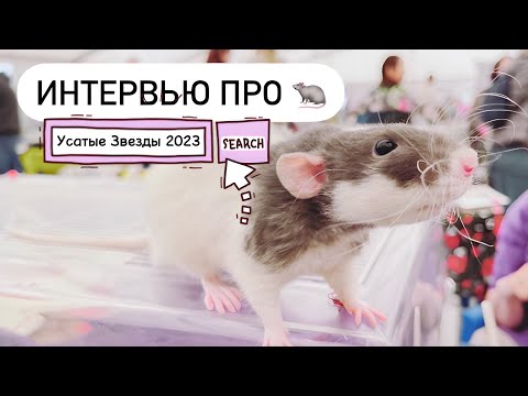 Видео: Какую выбрать крысу - мальчика или девочку? 🐀 Выставка грызунов «Усатые Звезды 2023»