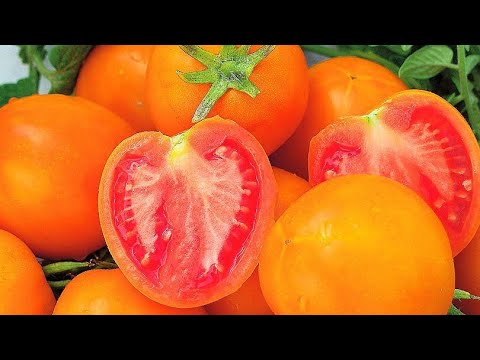 Видео: Продолжаем пополнять коллекцию томатов. Как же выбрать самые достойные? И опять нужна ваша помощ 🙏