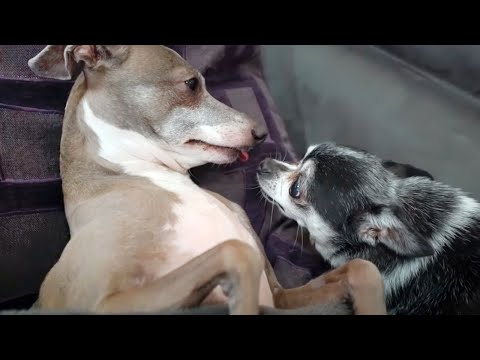 Видео: Что случилось с Кермитом ! - Дженна Марблс и Джулиан Соломита / VLOG