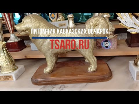 Видео: КАВКАЗЯТКИ и РЕБЯТКИ Часть 1