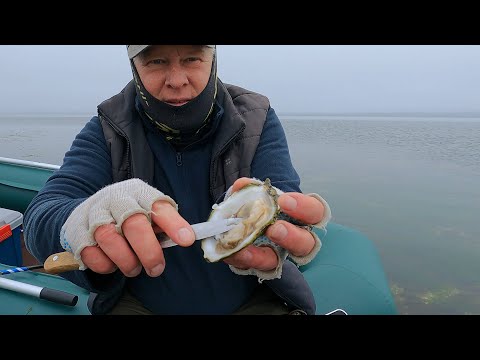 Видео: Море дарит деликатесы. Насобирали с сыном ведро моллюсков.