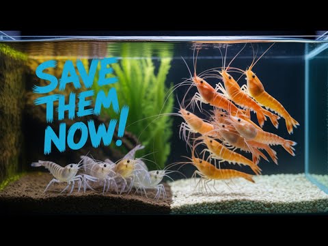 Видео: Шокирующие причины гибели креветок и как их спасти