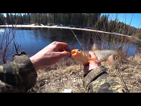 Видео: в этом омуте всегда много рыбы.язь.окунь.щука.рыбалка на отводной поводок.