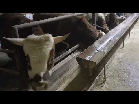 Видео: 11.12.2022.Бордақыға шолу. Қора размері.