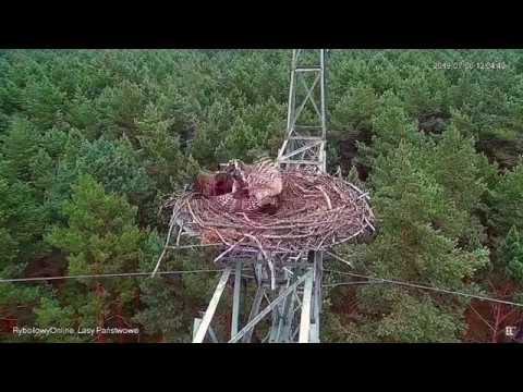 Видео: Jastrząb rujnuje gniazdo rybołowa~Ястреб разоряет гнездо скопы
