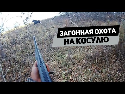 Видео: Загонная охота на косулю в Балкашино.Атака лосей