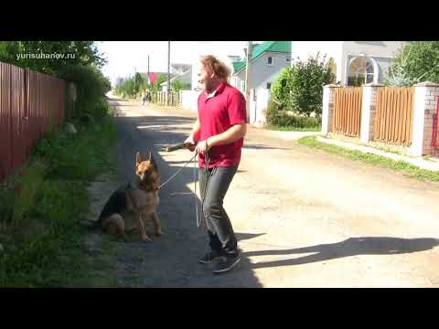 Видео: [Продолжение] Немецкая овчарка Рада: меняем правила игры