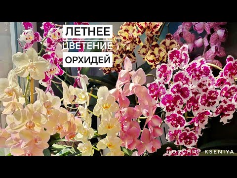 Видео: Вот как нужно цвести летом ✅ Орхидеи Tango,Sponge Bob,Legato,Arcadia,Golden Jaguar,Untold Stories
