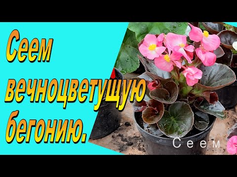 Видео: Как правильно посеять бегонию вечноцветущую и получить дружные всходы.