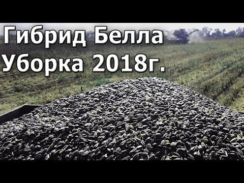 Видео: Уборка подсолнуха. Гибрид Белла 2018г.  #СельхозТехника ТВ