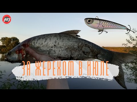 Видео: За жерехом в июле. Ловля на раттлины от Hunter Polska