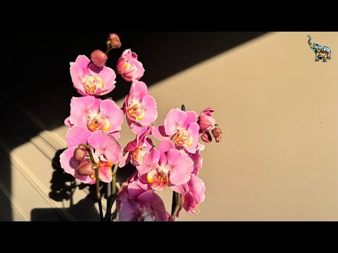 Видео: ОРХО болталка , мои новинки и находки в мире орхидей 🤫 #phal #orchid #growingorchids #орхомания