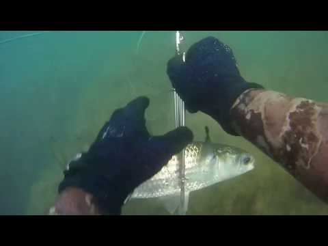 Видео: не спортивная охота на лобана.