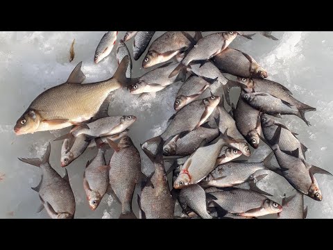Видео: Ловля подлещика в глухозимье/Рыбалка на озере Отрадное!