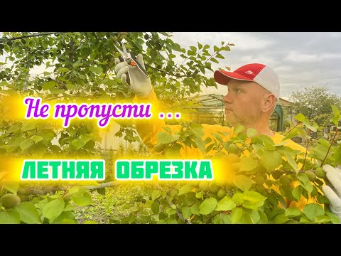 Видео: Летняя обрезка.Формирование кроны