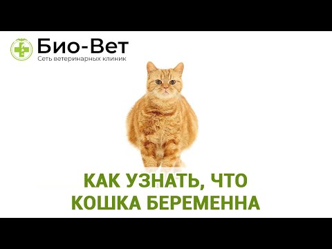 Видео: Топ-11 Признаков Беременности У Кошки / Как узнать, Что Кошка Беременна / Био-Вет