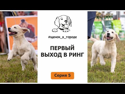Видео: ЩЕНОК В ГОРОДЕ - 5 серия / Флеш и Фрея на первой выставке собак