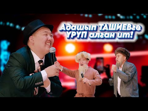 Видео: Адашып Ташиевди үрүп алган ит // УНИВЕРСАЛдан эң мыкты тамаша 2025