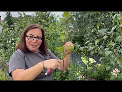 Видео: Яблони - подвой / На что влияет, как выбрать 