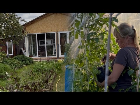 Видео: Сорвали арбузы 🍉/ грушу 🍐На нашей даче 5 соток 🏡🌸🌹