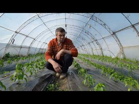 Видео: БЪЛГАРСКАТА ГРАДИНАРСКА ТРАДИЦИЯ част 25