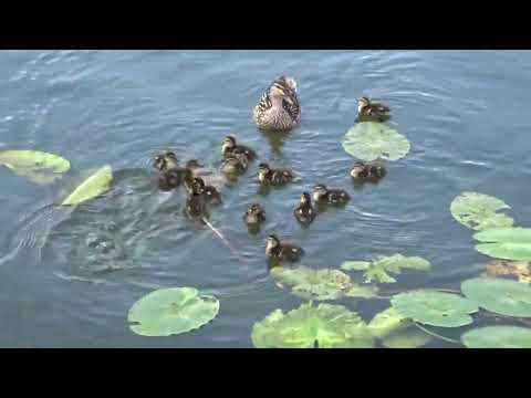 Видео: Суздаль и Кидекша Из ранней истории