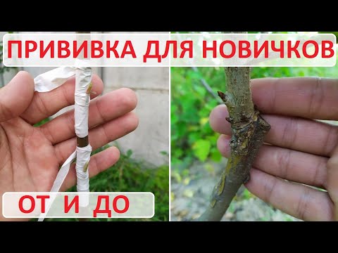 Видео: Летняя прививка. Окулировка. Для новичков. От и до! Подробно