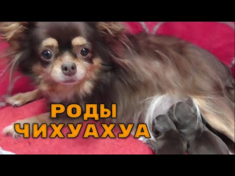 Видео: Роды у ЧИХУАХУА***ПОДРОБНО роды Собаки