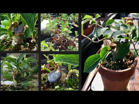 Видео: Мастер по выращиванию бонсай расскажет вам, как сделать очень маленький бонсай из сливы размером