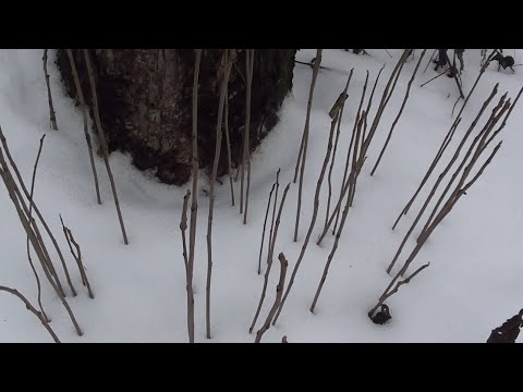 Видео: Зимний посев эводии и бархата в открытый грунт.