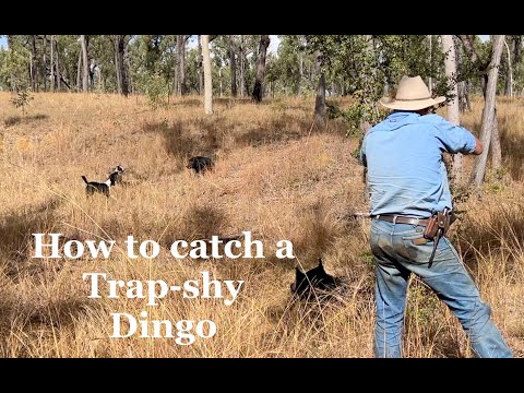 Видео: Как поймать пугливого динго