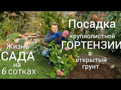 Видео: Большая ПЕРЕСАДКА . Пион древовидный УБРАЛИ гортензию ПОСАДИЛИ.
